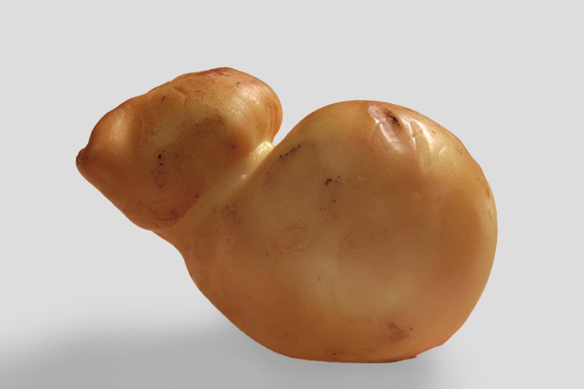 SCAMORZA_HG_grau